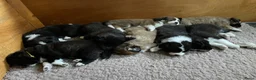 Kruising honden te koop: Australian Shepherd/Stabij x Toller pups  in Geldrop - Advertentie 10