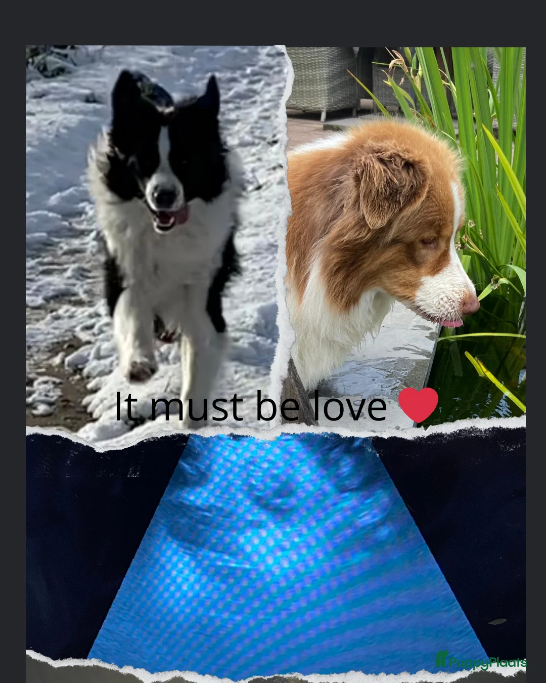 Australian Shepherd honden te koop: www.ofoutbackvalley@hotmail.com - Advertentie 6