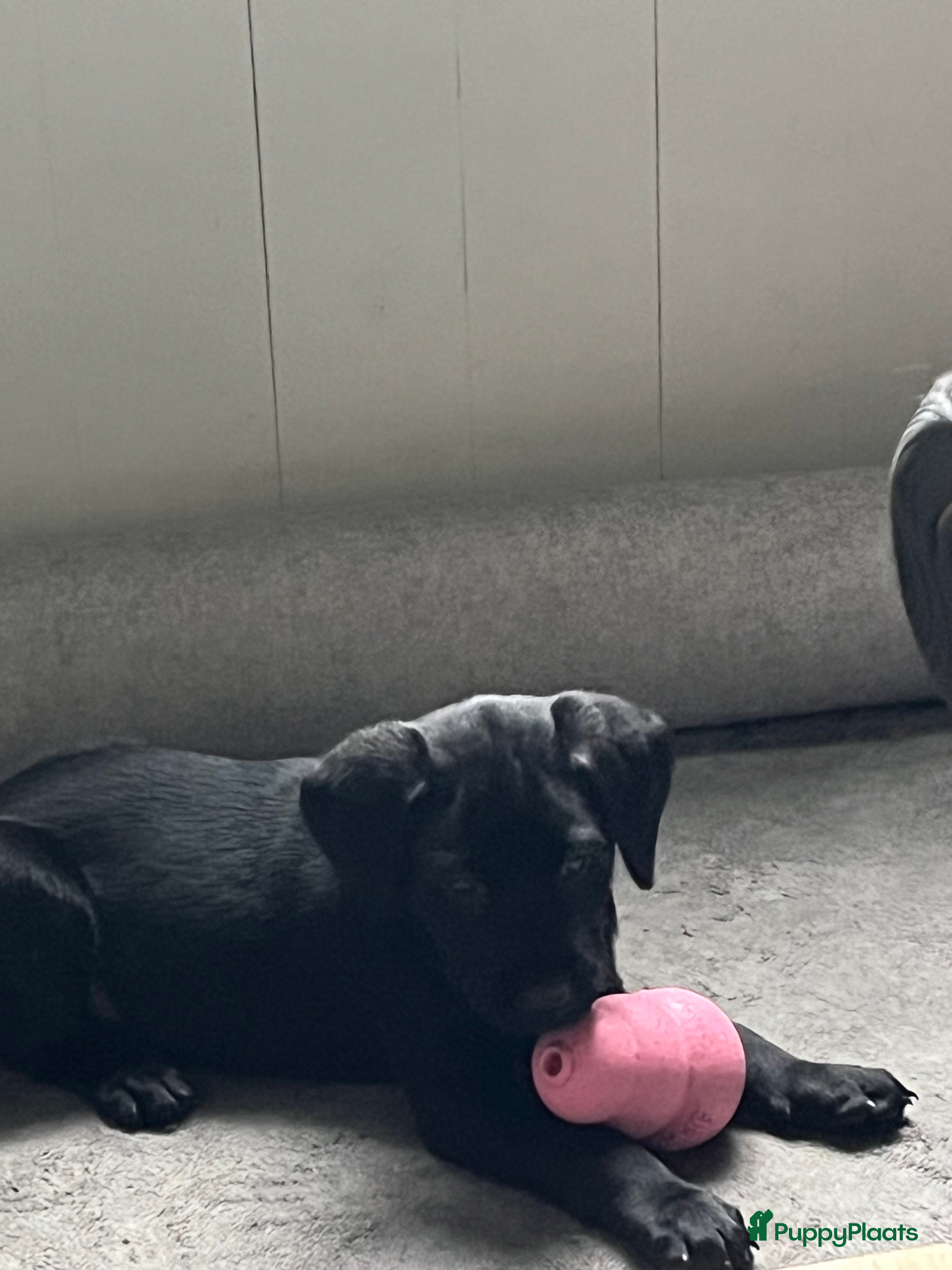 Labrador Retriever honden Werklijn reutjes beschikbaar - Advertentie 11