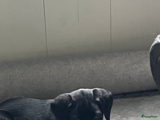 Labrador Retriever honden Werklijn reutjes beschikbaar - Advertentie 6