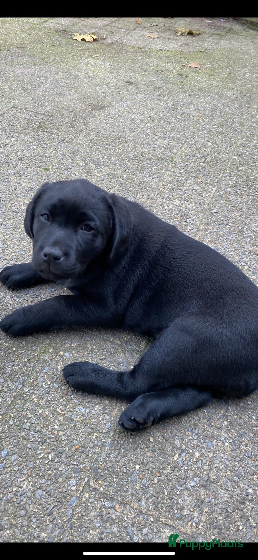 Labrador Retriever honden te koop: Labrador pup met stamboom - Advertentie 5