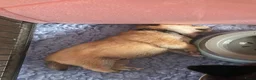 Shiba honden te koop: Mooie Shiba puppy’s zoeken een liefdevol thuis  - Advertentie 17