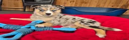 Kruising honden te koop: Mini Australian shepherd pup reutje  - Advertentie 8