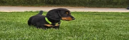 Teckel (langhaar) honden te koop: Prachtige Stamboom Dwergteckelpups langhaar - Advertentie 7
