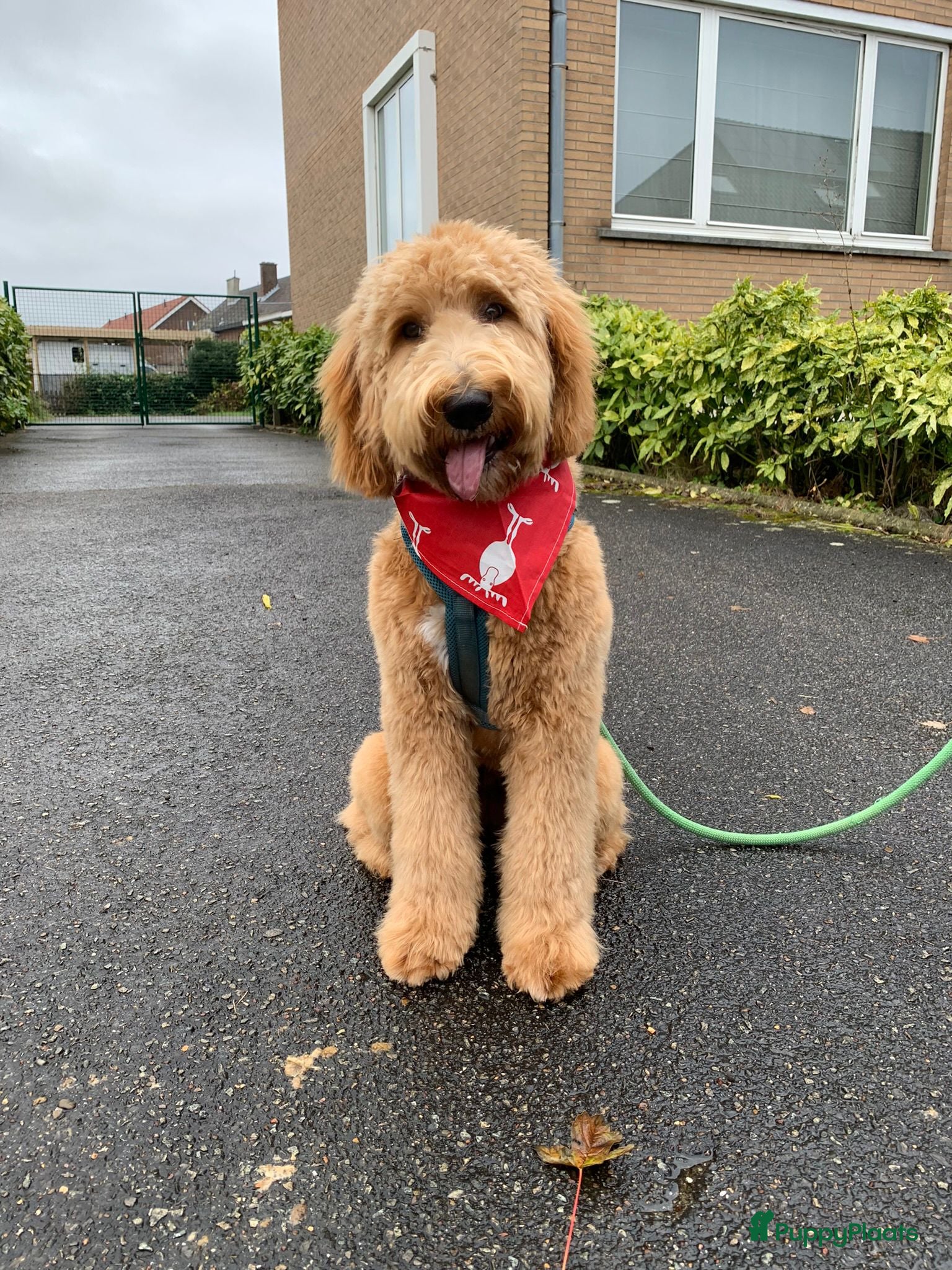 Goldendoodle honden Nestje F1B medium goldendoodles verwachte - Advertentie 1