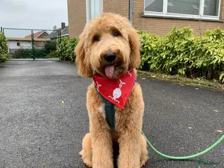 Goldendoodle honden Nestje F1B medium goldendoodles verwachte - Advertentie 2