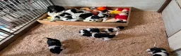 Friese Stabij honden te koop: Friese Stabij puppy's - Advertentie 4