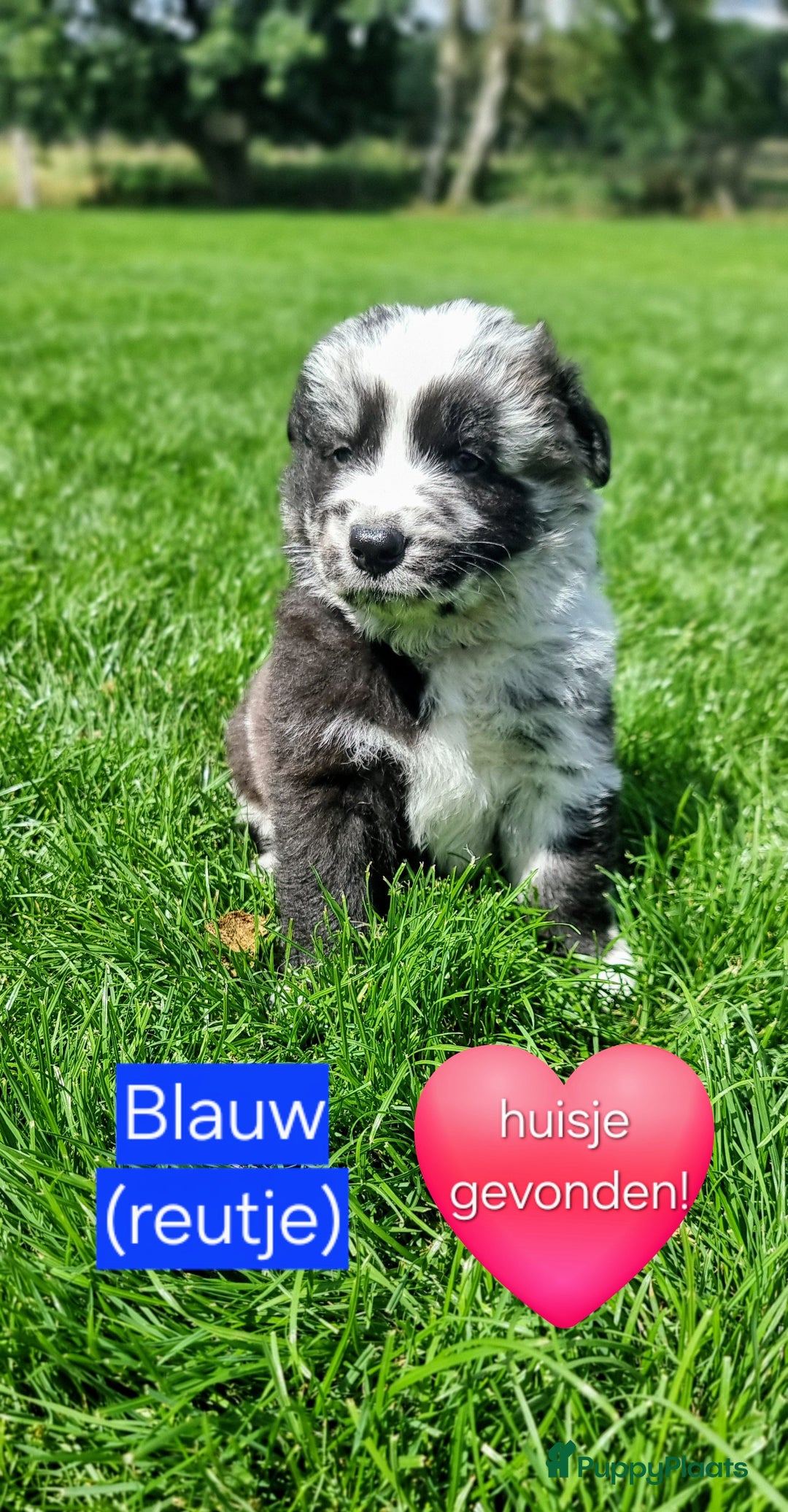 Kruising honden te koop: Prachtige pups Herdermix X Altdeutsche Hütehund  - Afbeelding 12