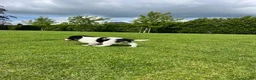 Friese Stabij honden te koop: Onze Donna heeft 6 pups - Advertentie 5
