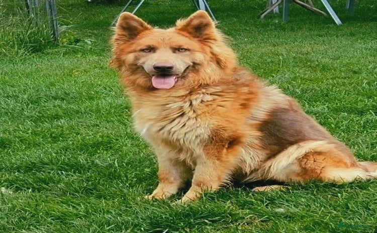 Duitse Herder honden - Advertentie 12