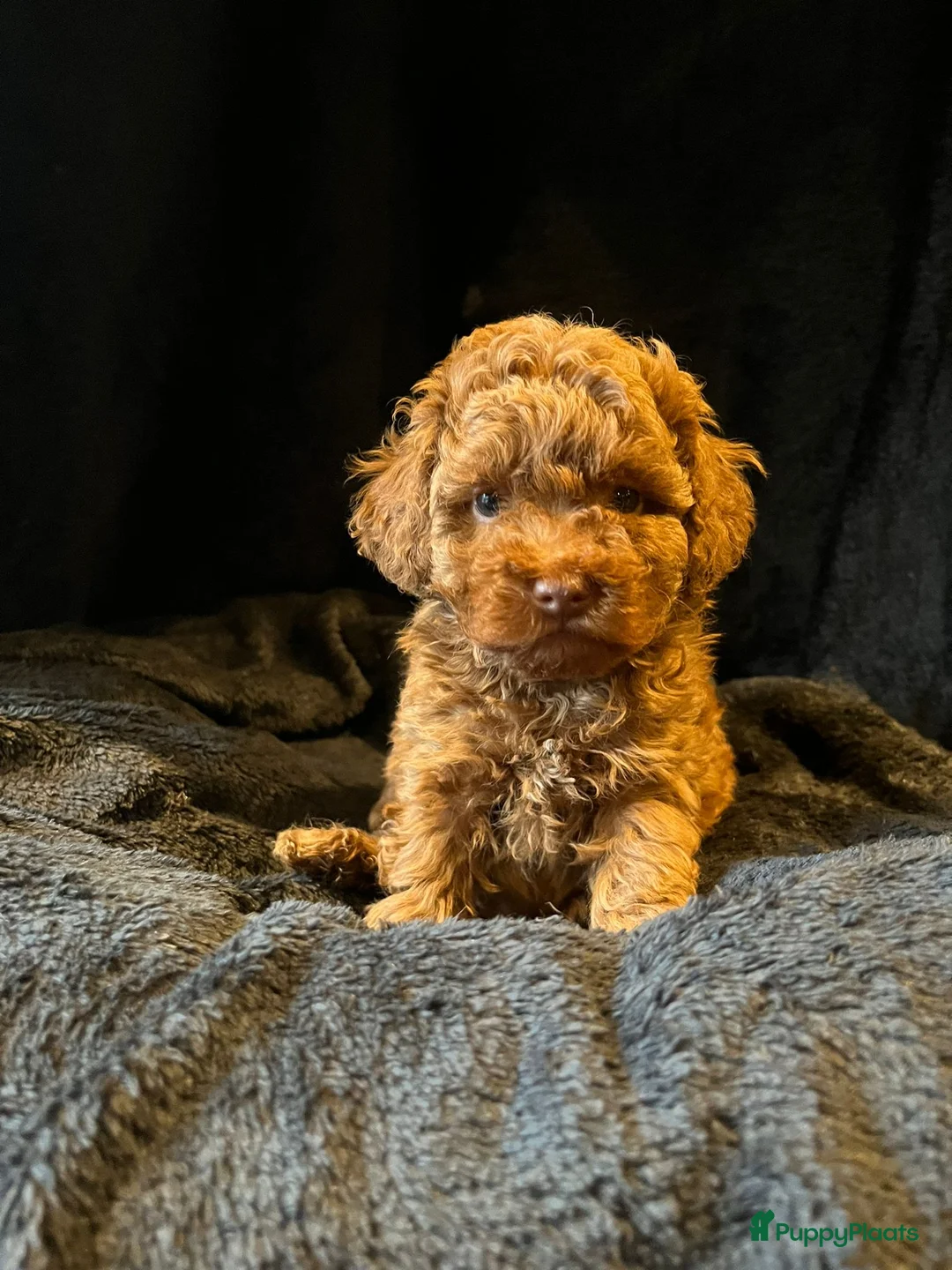 Poedel Toy honden te koop: toy poedel raszuiver - Advertentie 2