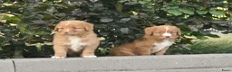 Nova Scotia Duck Tolling Retriever honden te koop: Nova Scotia Duck Tolling Retriever pups # Toller - Advertentie 20