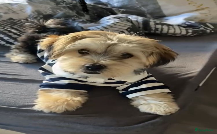 Morkie honden - Advertentie 13