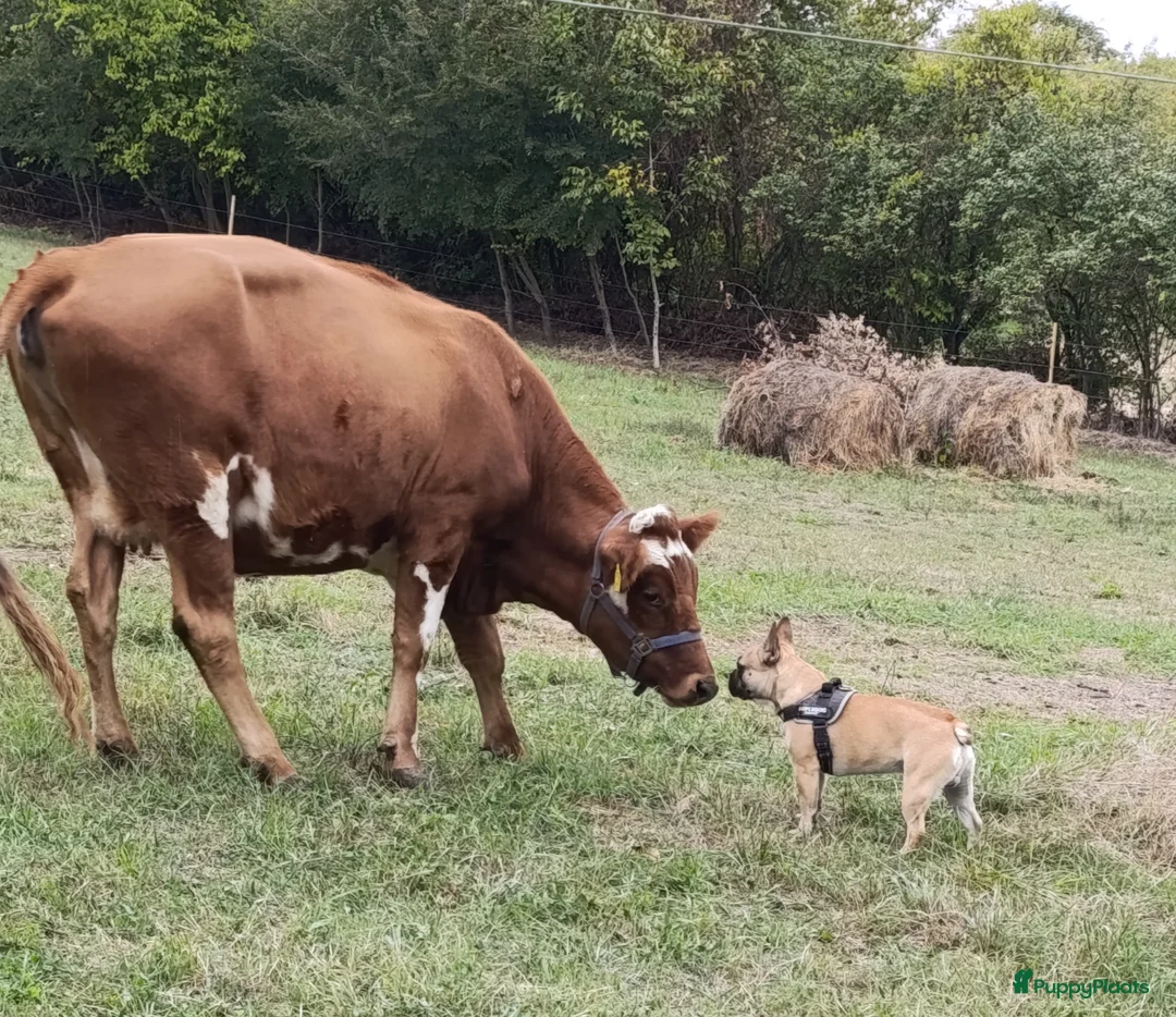 Franse Bulldog honden te koop: Franse bulldog raszuiver FCI (geteste ouders)  - Advertentie 14