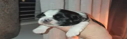 Shih Tzu honden te koop: Te koop raszuivere shih-tzu pup met fci stamboom  - Advertentie 11