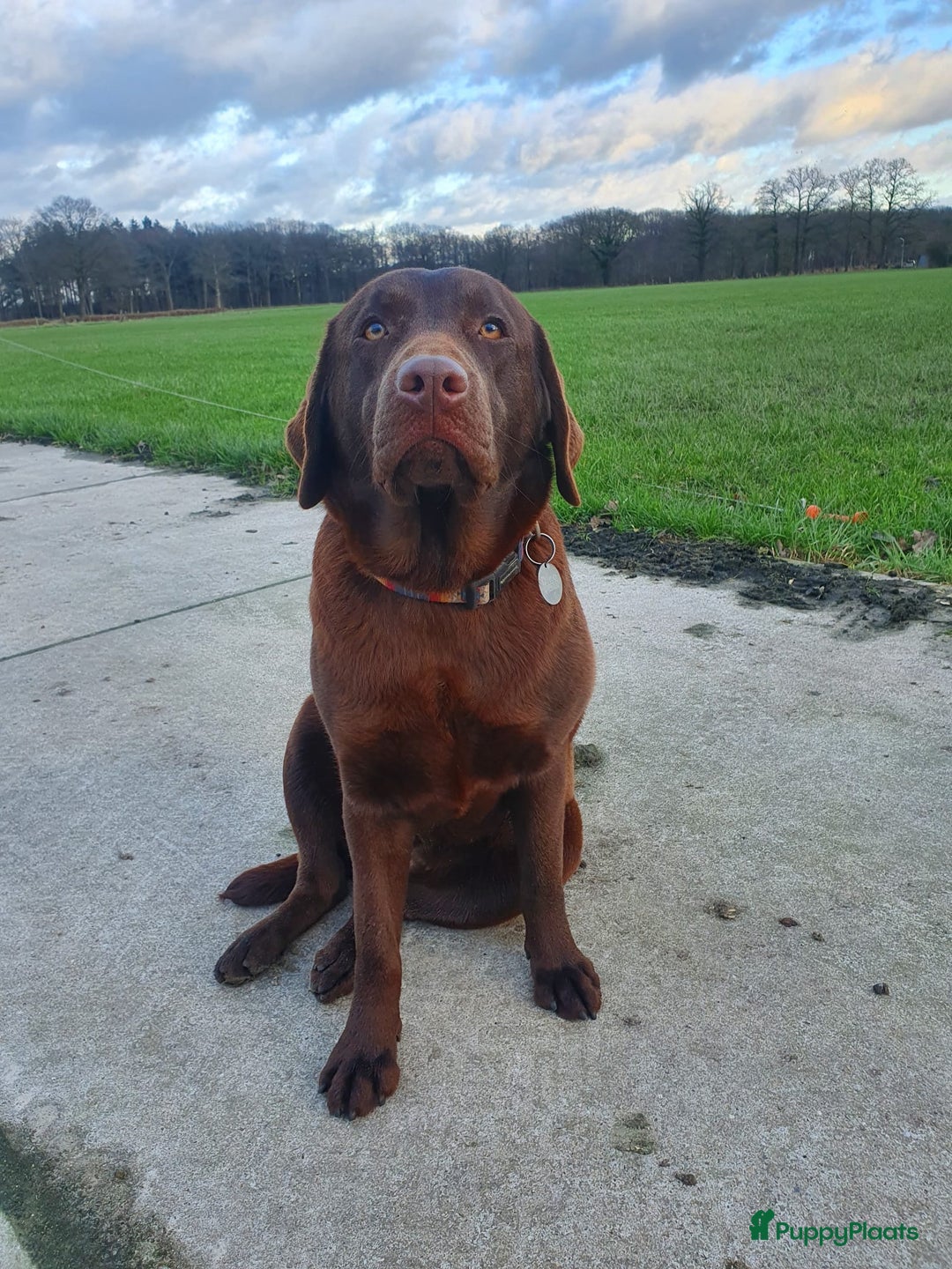 Labrador Retriever honden te koop: Te koop mooie labrador reu - Advertentie 9