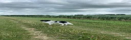 Friese Stabij honden te koop: Lieve en Sociale Friese Stabij pups - Advertentie 14