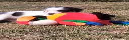 Jack Russel Terriër honden te koop: Jack russell pups met Stamboom!! - Advertentie 2