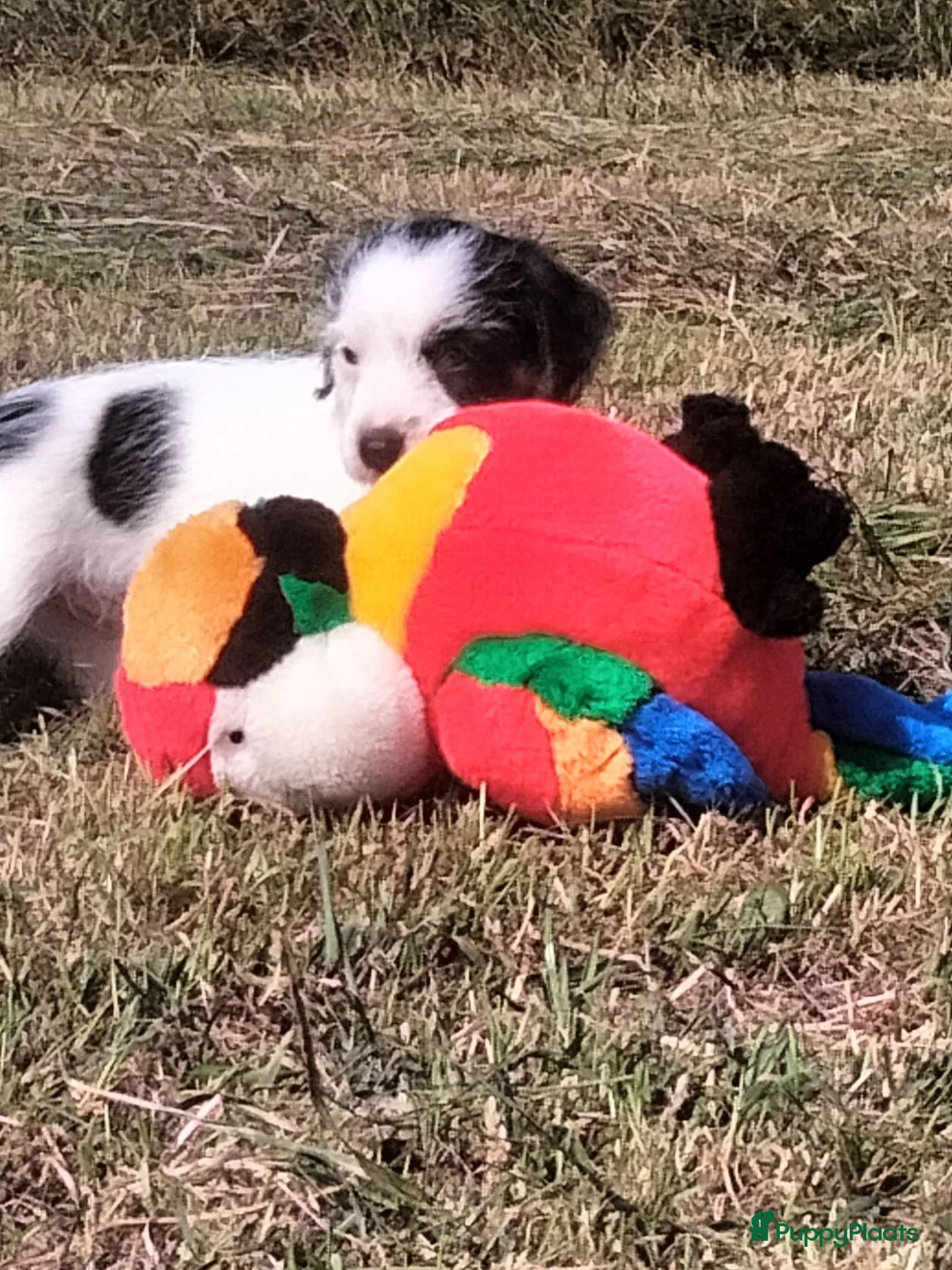 Jack Russel Terriër honden te koop: Jack russell pups met Stamboom!! - Advertentie 2