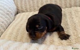 Teckel (korthaar)  honden te koop: Dwergteckel teefjes op zoek naar een gouden mandje in Halsteren - Afbeelding 17