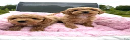 Maltipoo honden te koop: Mini maltipoo f1 b super mooie, gezonde pups - Advertentie 2