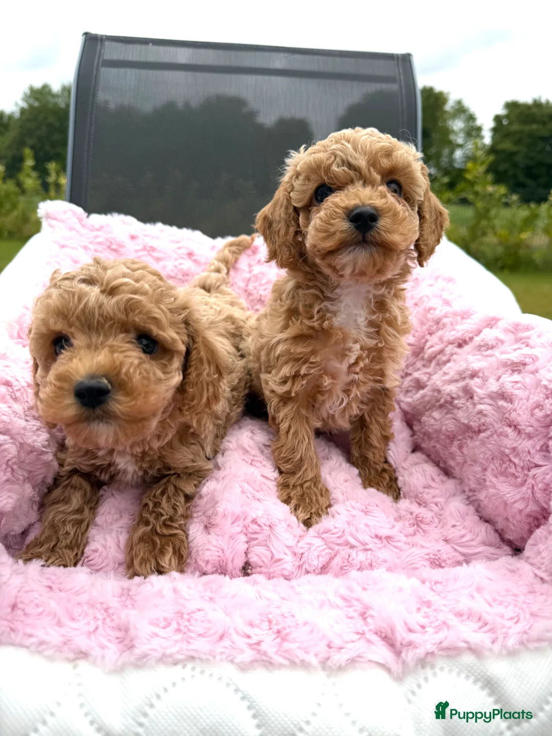 Maltipoo honden te koop: Mini maltipoo f1 b super mooie, gezonde pups - Advertentie 2