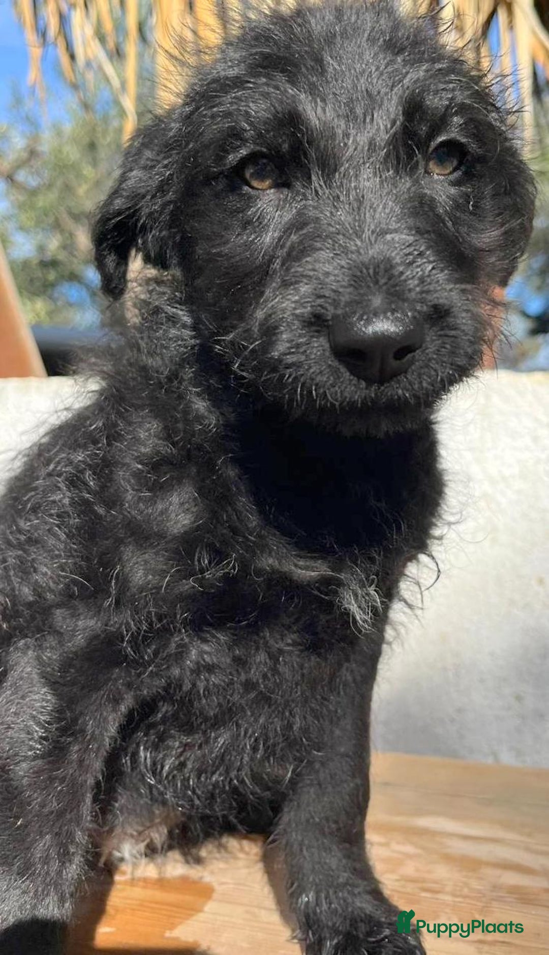 Kruising honden ter adoptie: goedele deze lieve knappe dame wacht op jouw  - Advertentie 1