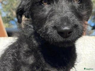 Kruising honden goedele deze lieve knappe dame wacht op jouw - Advertentie 4