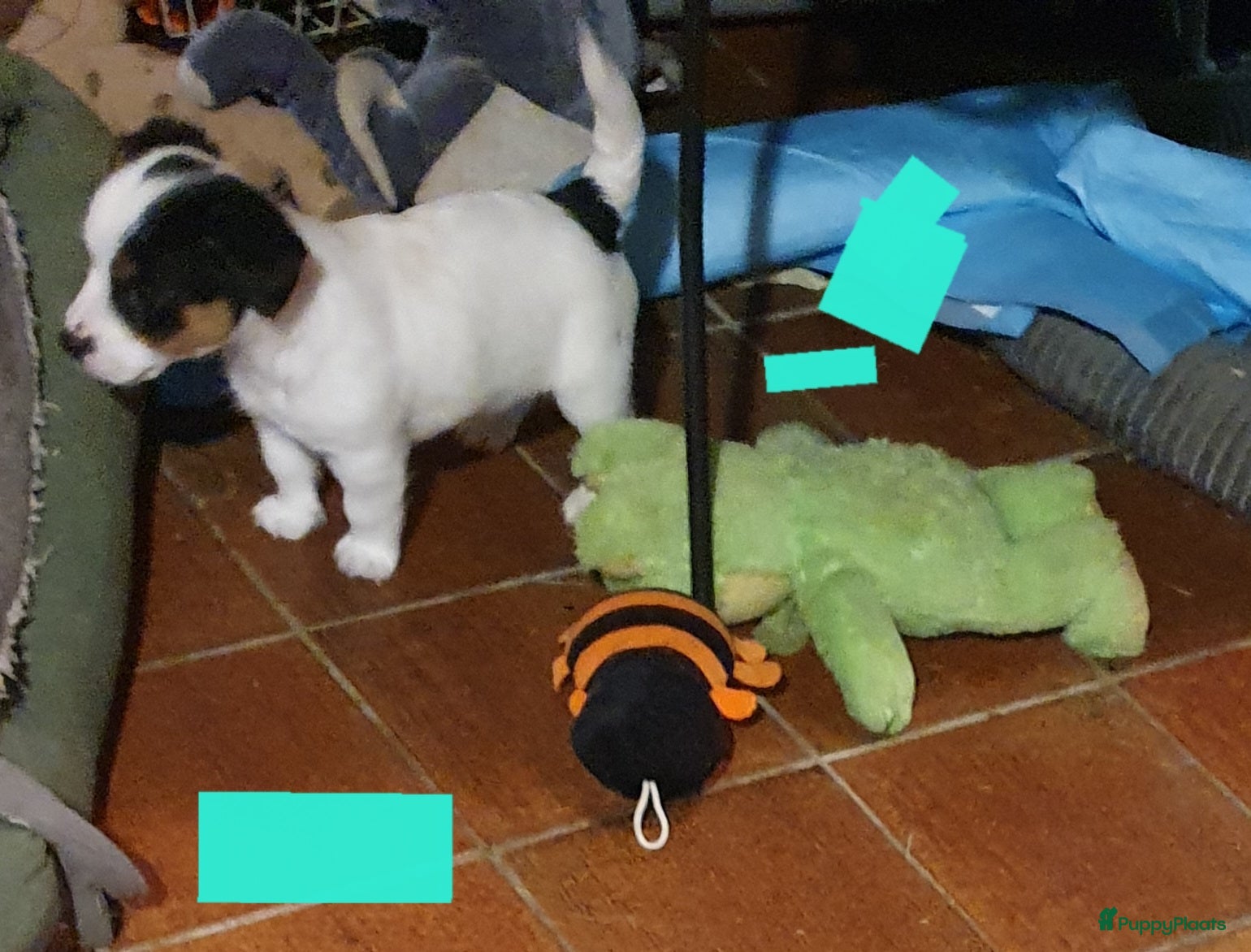 Jack Russel Terriër honden Speelse gezonde RASZUIVER JACK RUSSELpups LAAGBEEN - Advertentie 1