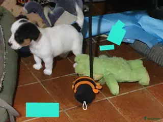 Jack Russel Terriër honden Speelse gezonde RASZUIVER JACK RUSSELpups LAAGBEEN - Advertentie 2