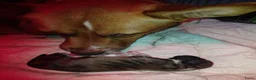 Kruising honden te koop: 6 mix pups in Oosterhout - Advertentie 2