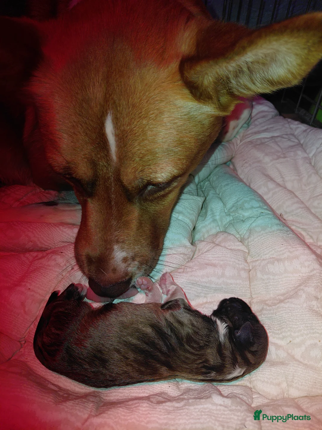 Kruising honden te koop: 6 mix pups in Oosterhout - Advertentie 2