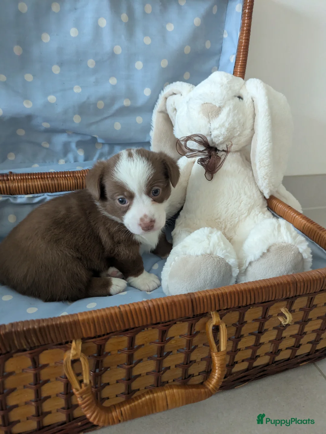 Welsh Corgi Cardigan honden te koop: Welsh Corgi Cardigan pups te Nieuwerkerken België - Advertentie 6