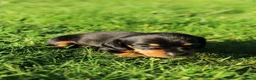 Teckel (korthaar)  honden te koop: Mooie teckel pups black en tan - Advertentie 5
