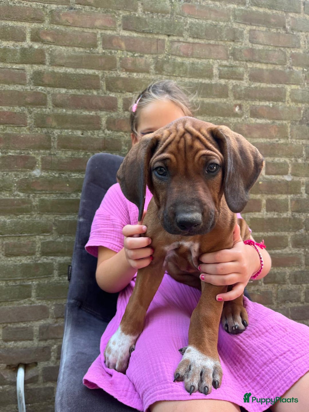 Rhodesian Ridgeback honden te koop: Rhodesian Ridgeback pups - Afbeelding 4
