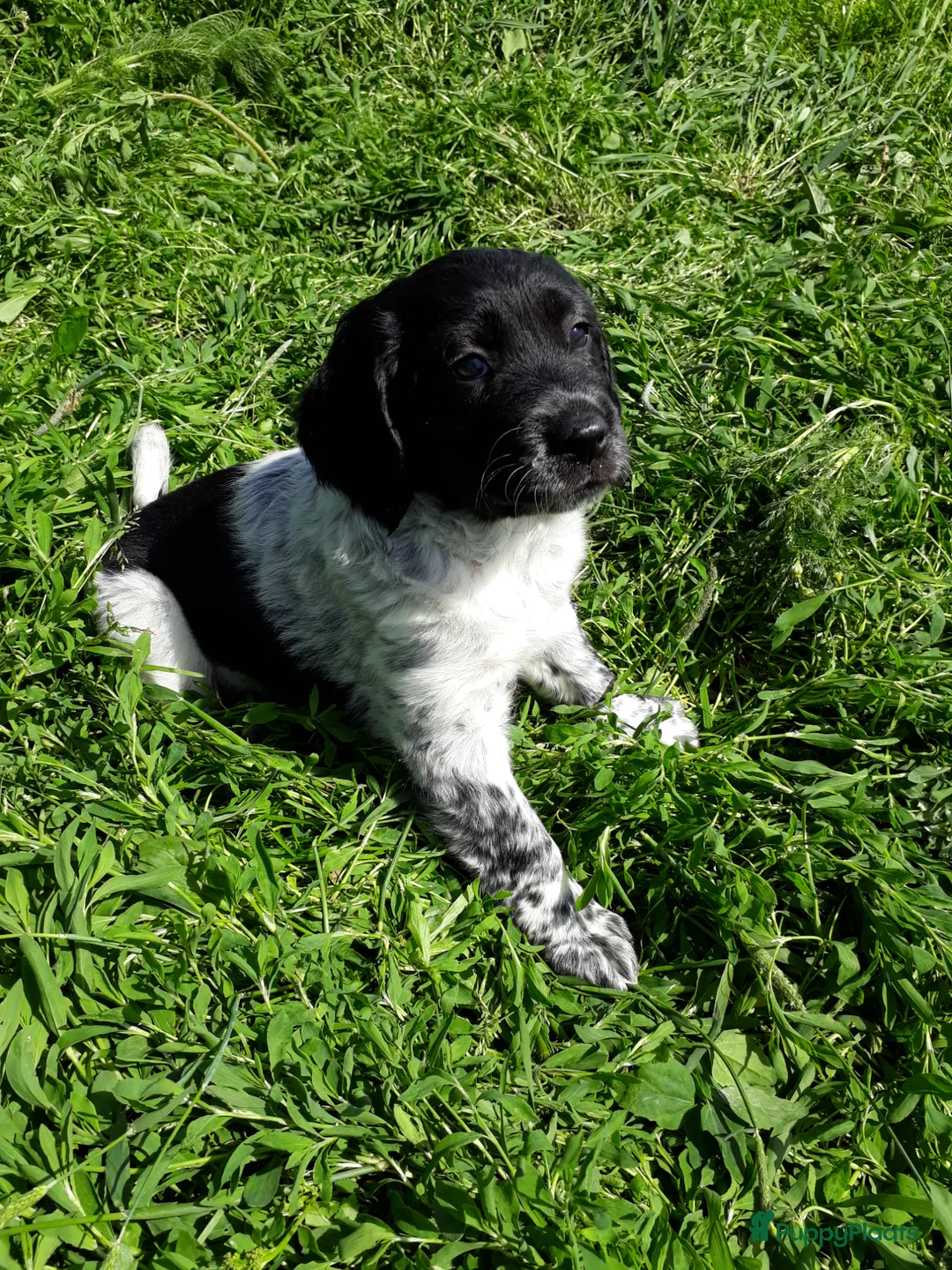 Friese Stabij honden te koop: Prachtige Friese Stabij pups reutjes! - Advertentie 2