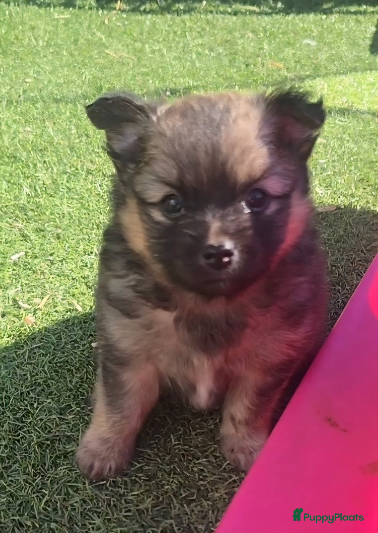 Pomchi honden Pomchi reutje te koop - Advertentie 2