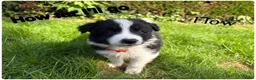 Border Collie honden te koop: Border collie pups  - Advertentie 13