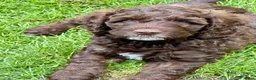 Kruising honden te koop: Aussiedoodles uit geteste ouders  in Lelystad - Advertentie 3