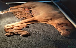 Rhodesian Ridgeback honden te koop: Super mooie rhodesian ridgeback pups in Wanneperveen - Afbeelding 4