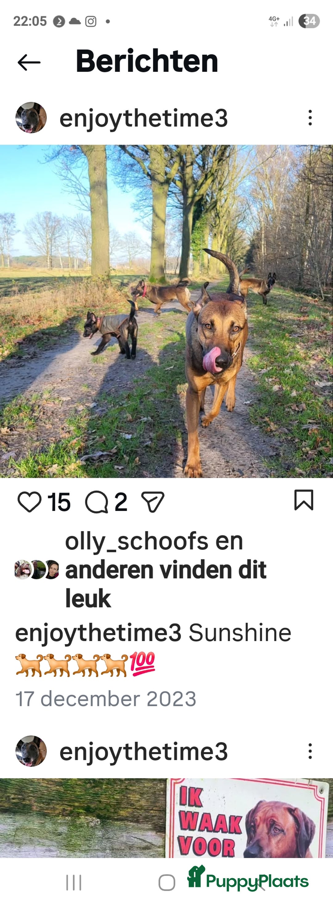 Kruising honden te koop: Mechelse herder × Ridgeback Mechelse herder - Advertentie 13