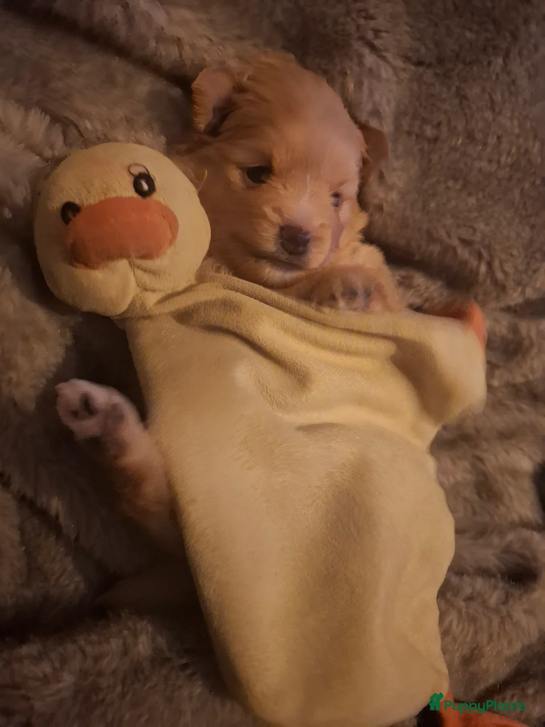 Pomeriaan honden te koop: Lieve pomeriaan pup vrouwtje - Advertentie 6