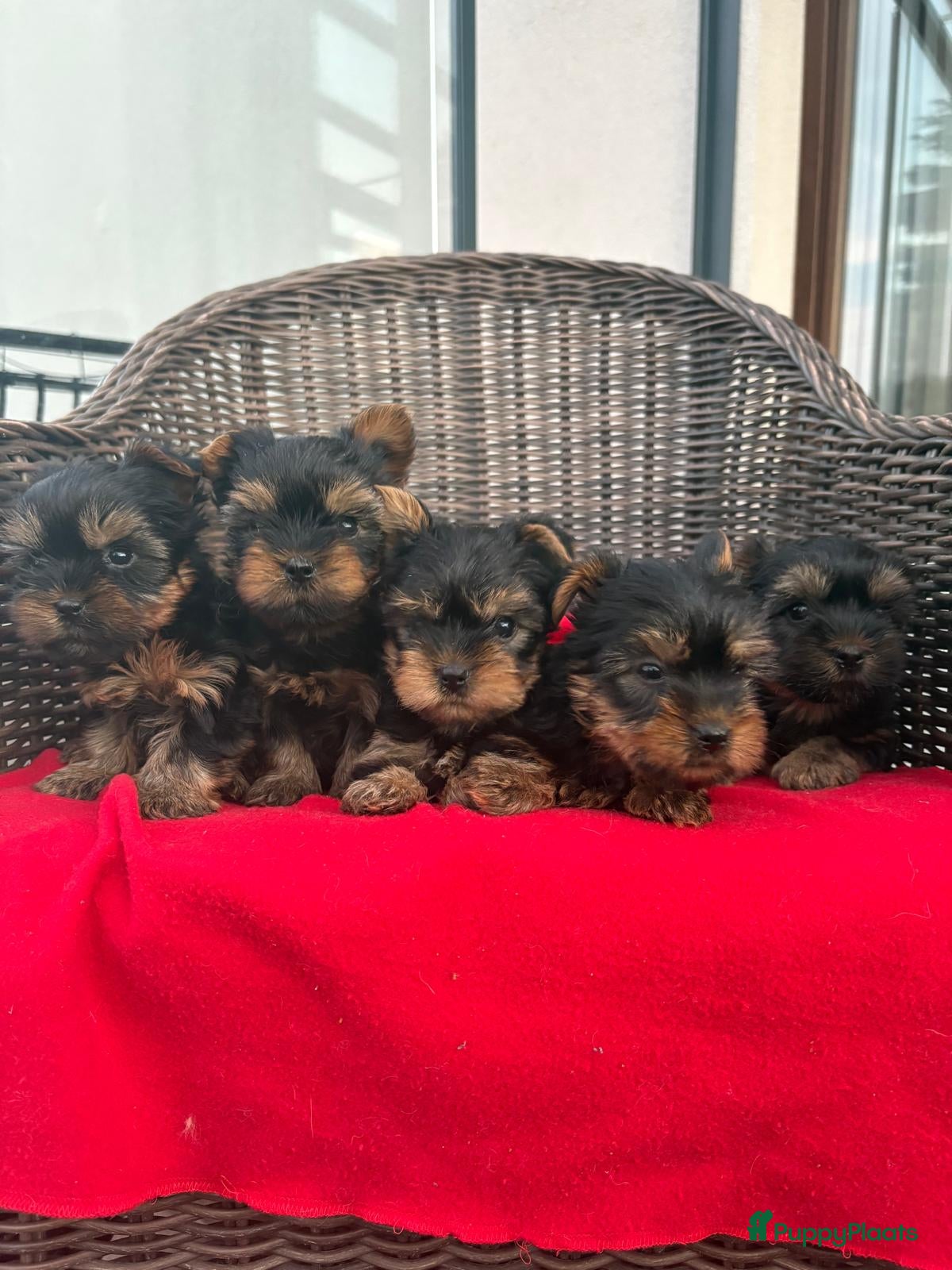 Yorkshire Terriër honden Yorkshire Terriër Mini pups te koop   - Advertentie 1