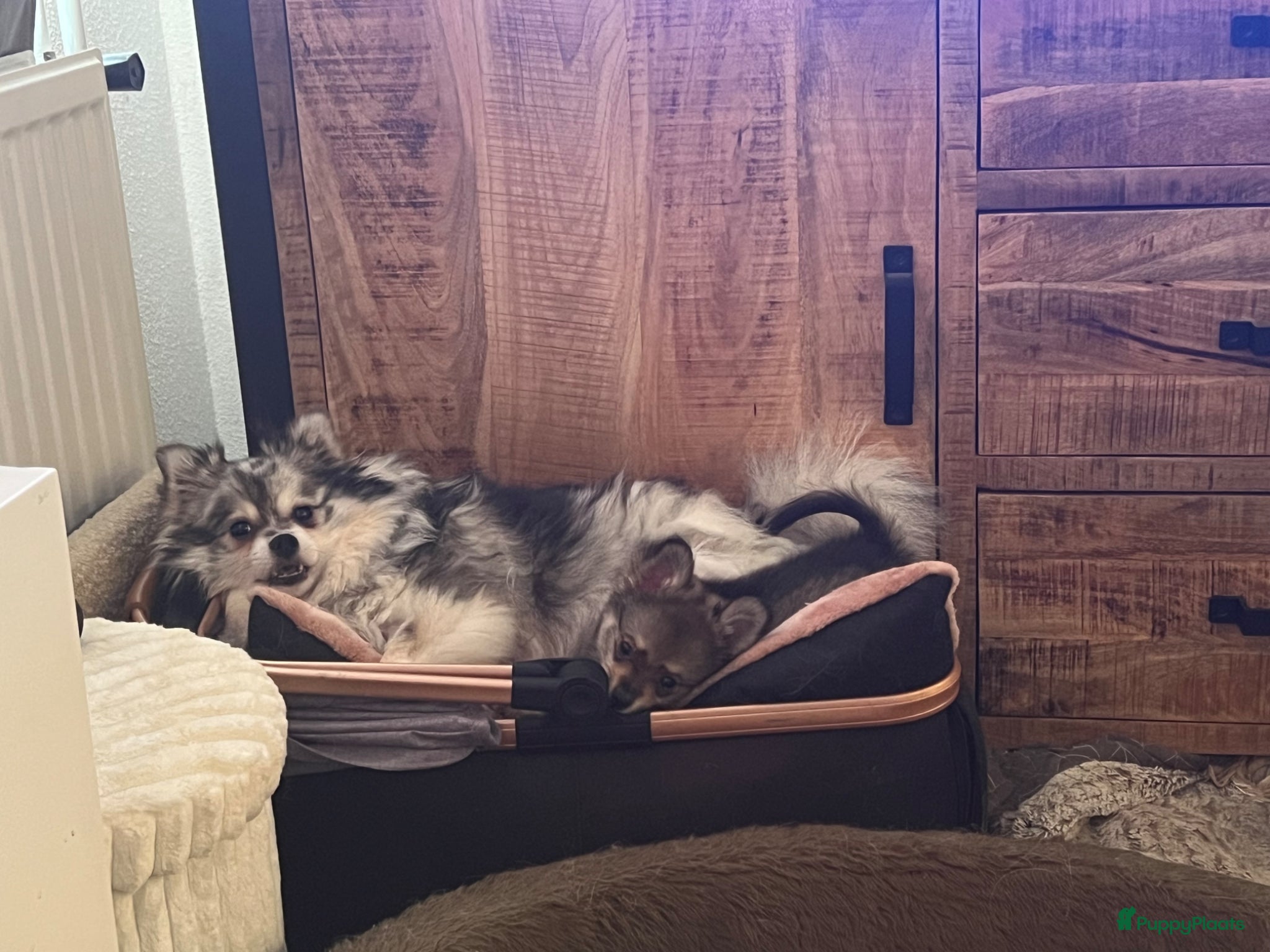 Pomchi honden Pomchi pups - Advertentie 6