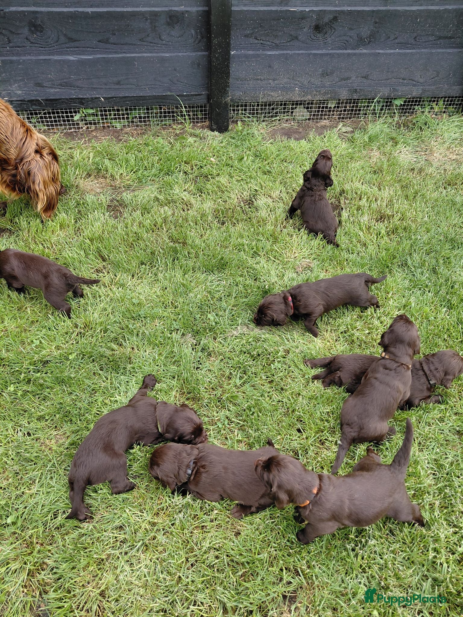 Duitse Staande Hond Langhaar honden Duitse Staande Langhaar 4 reutjes beschikbaar  - Advertentie 2