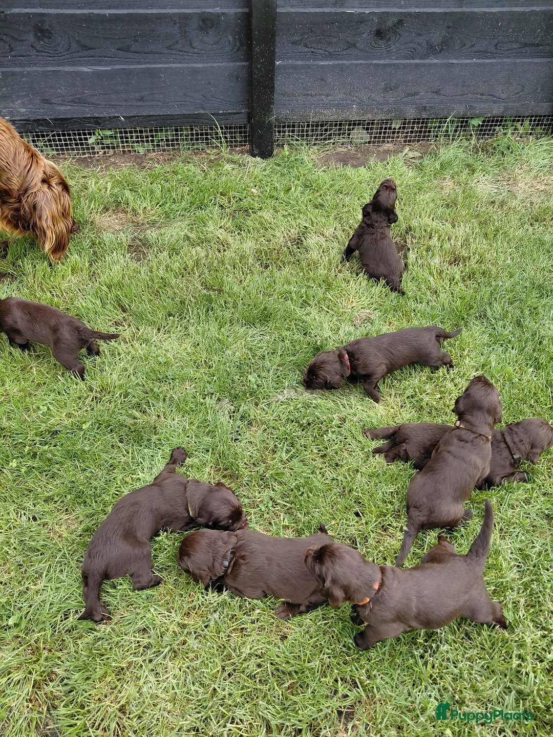 Duitse Staande Hond Langhaar honden te koop: Duitse Staande Langhaar 4 reutjes beschikbaar  - Advertentie 2