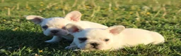 Franse Bulldog honden te koop: Franse Bulldog pups België  - Advertentie 11