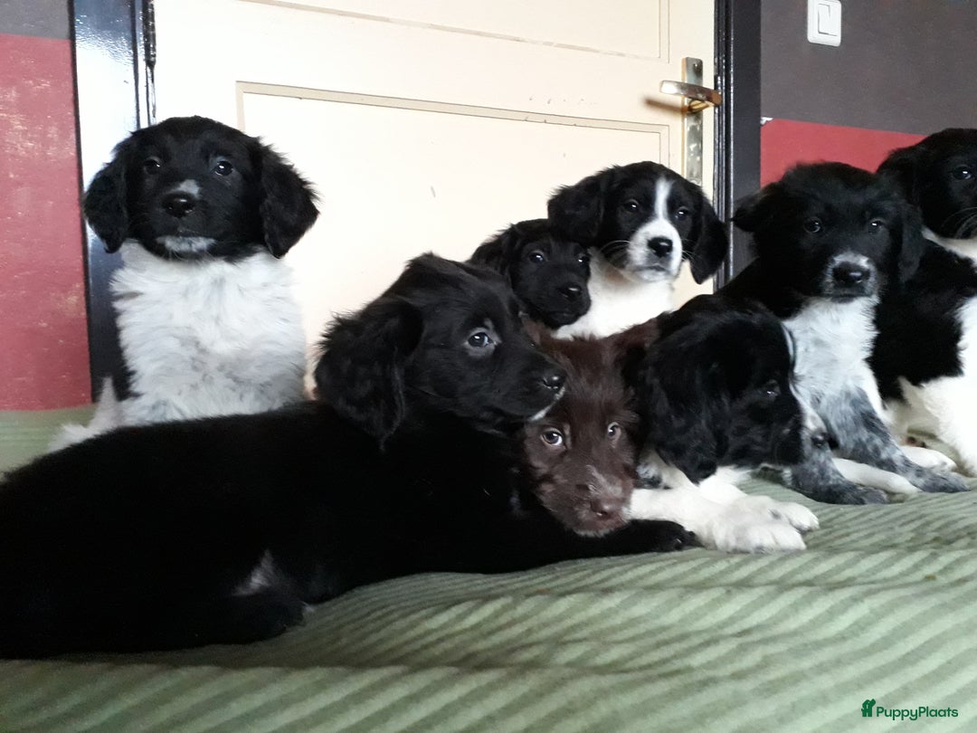 Kruising honden te koop: Leuke en lieve kruising pups(1 reutje beschikbaar) - Advertentie 20