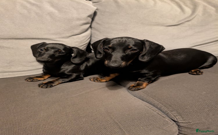 Teckel (korthaar)  honden - Advertentie 2