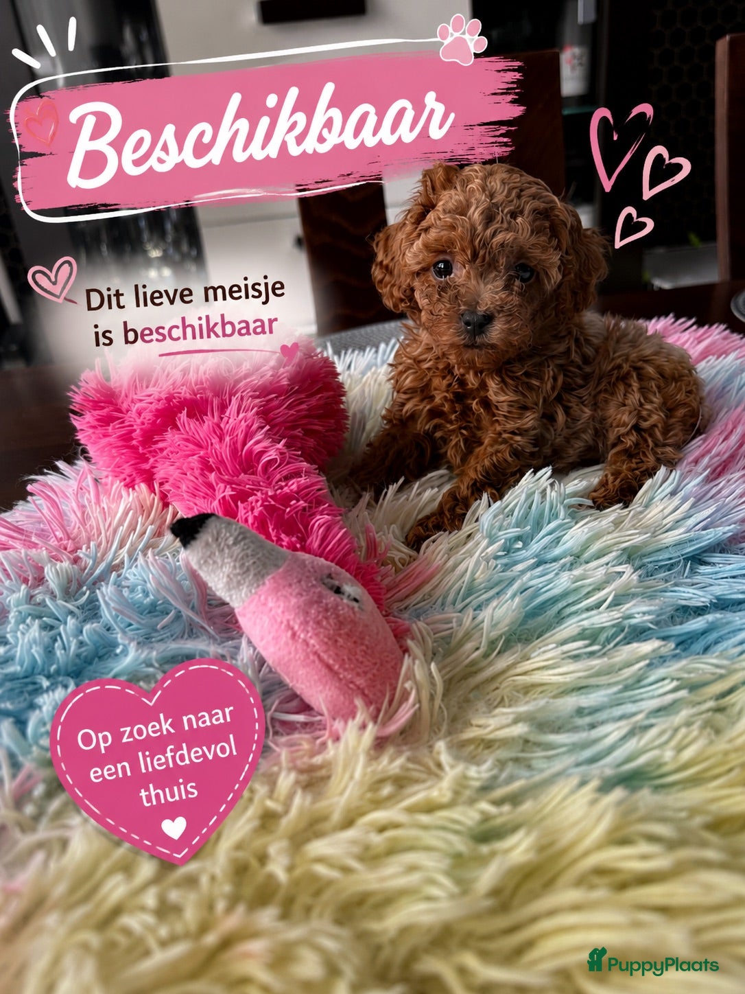 Poedel Toy honden Poedel toy pups 🐩 1 teef   beschikbaar !!! - Advertentie 5
